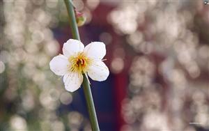 Cherry Blossoms